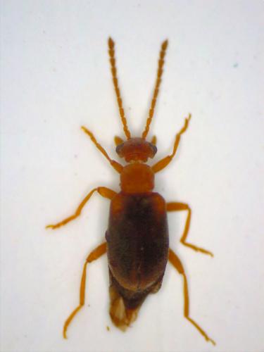 Gompelia neglecta